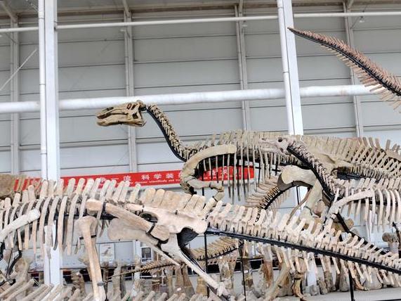 ChinaDaily's tweet image. Researchers in Zhucheng, East China&apos;s Shandong province, have identified an exceptionally large #tyrannosaur femur #fossil, measuring 1.21 meters in length. #dinosaur (File photo) bit.ly/41iON3g