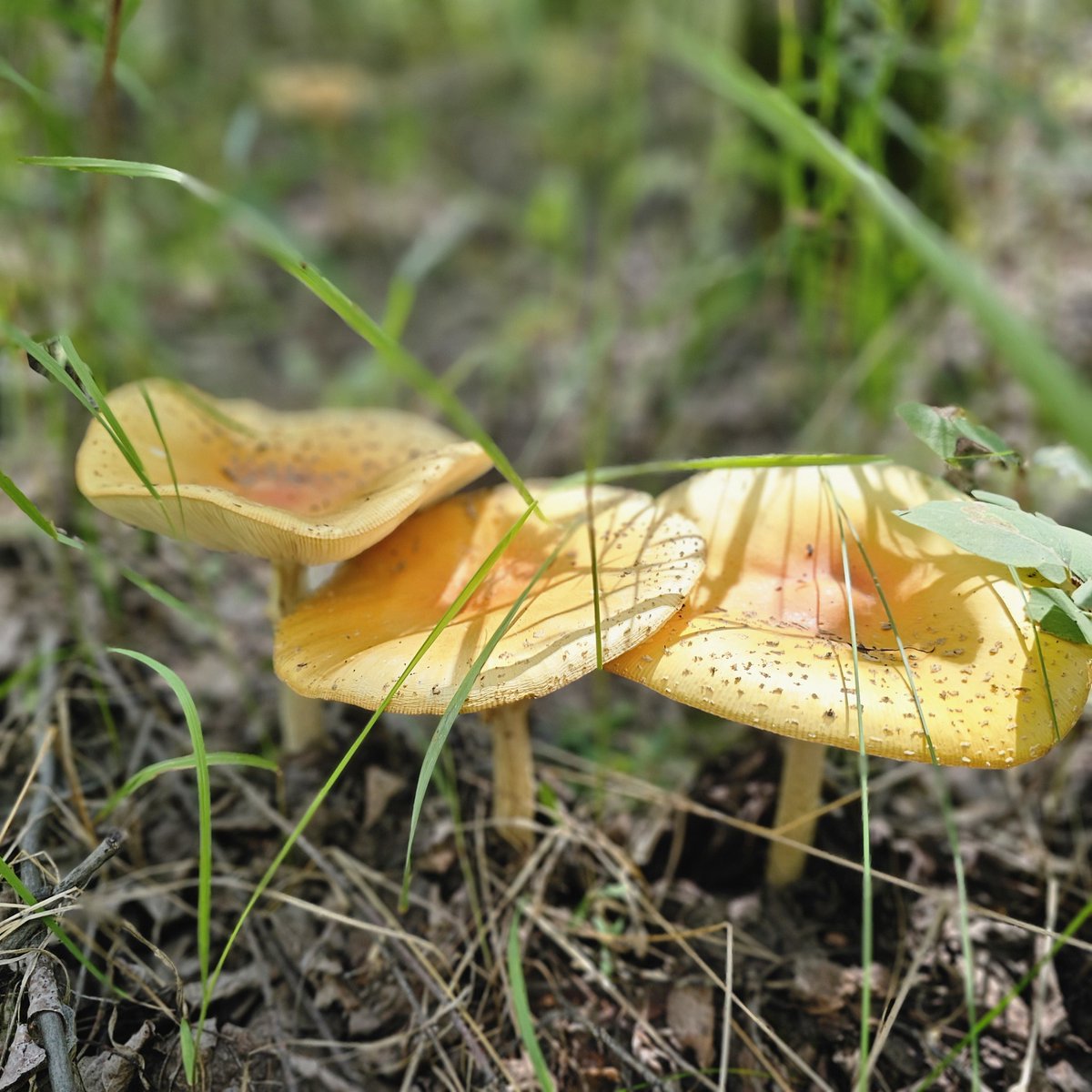 The Mario Bros mushrooms are insane this year! Are these things edible?