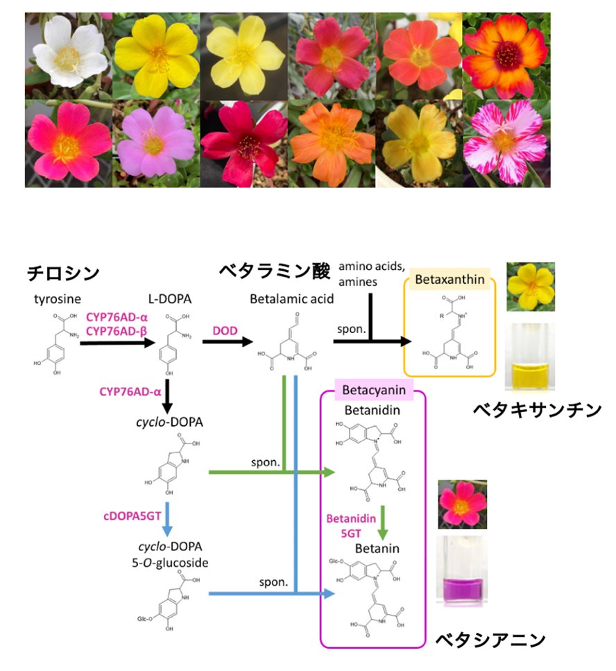 【研究成果】ハナスベリヒユの花色多様性を決定するベタレイン色素生合成遺伝子を同定
a.u-tokyo.ac.jp/topics/topics_…
#東京大学 #東大農学部 #色素 #ベタレイン #ハナスベリヒユ #園芸 #花き #生産・環境生物学