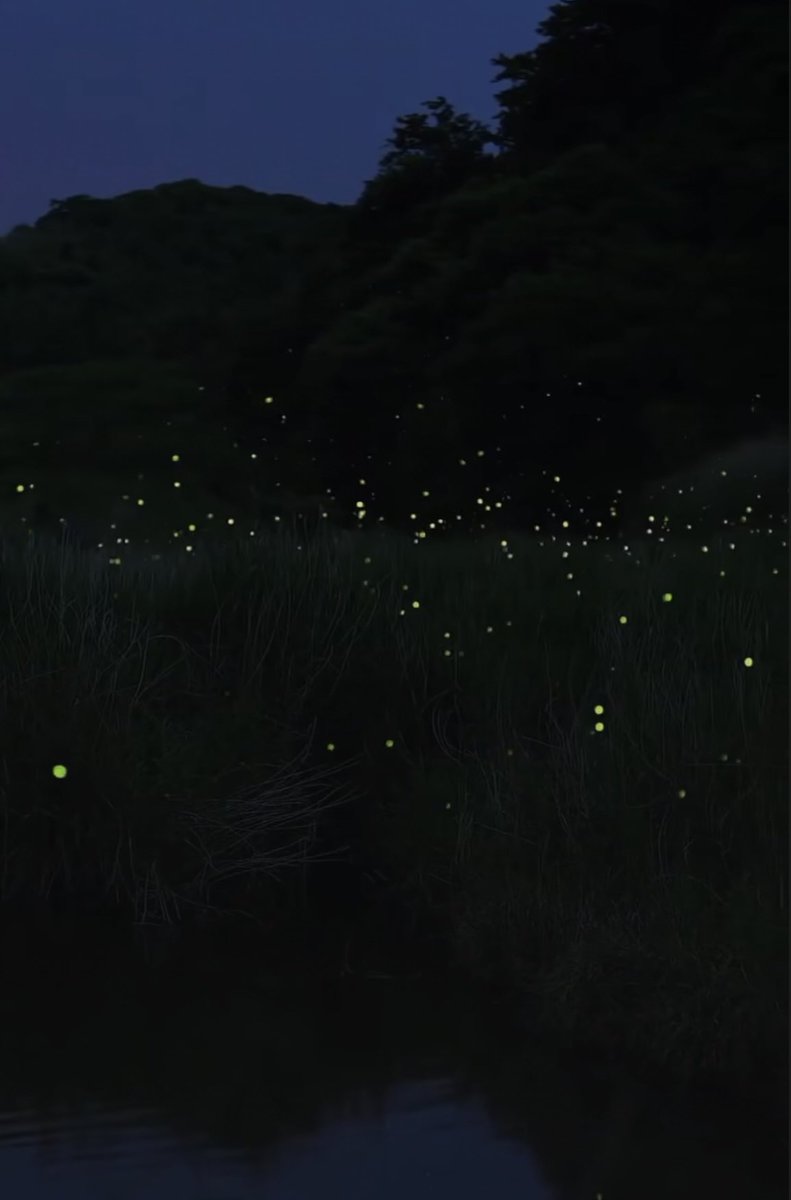 I’d forgotten how magical fireflies look…