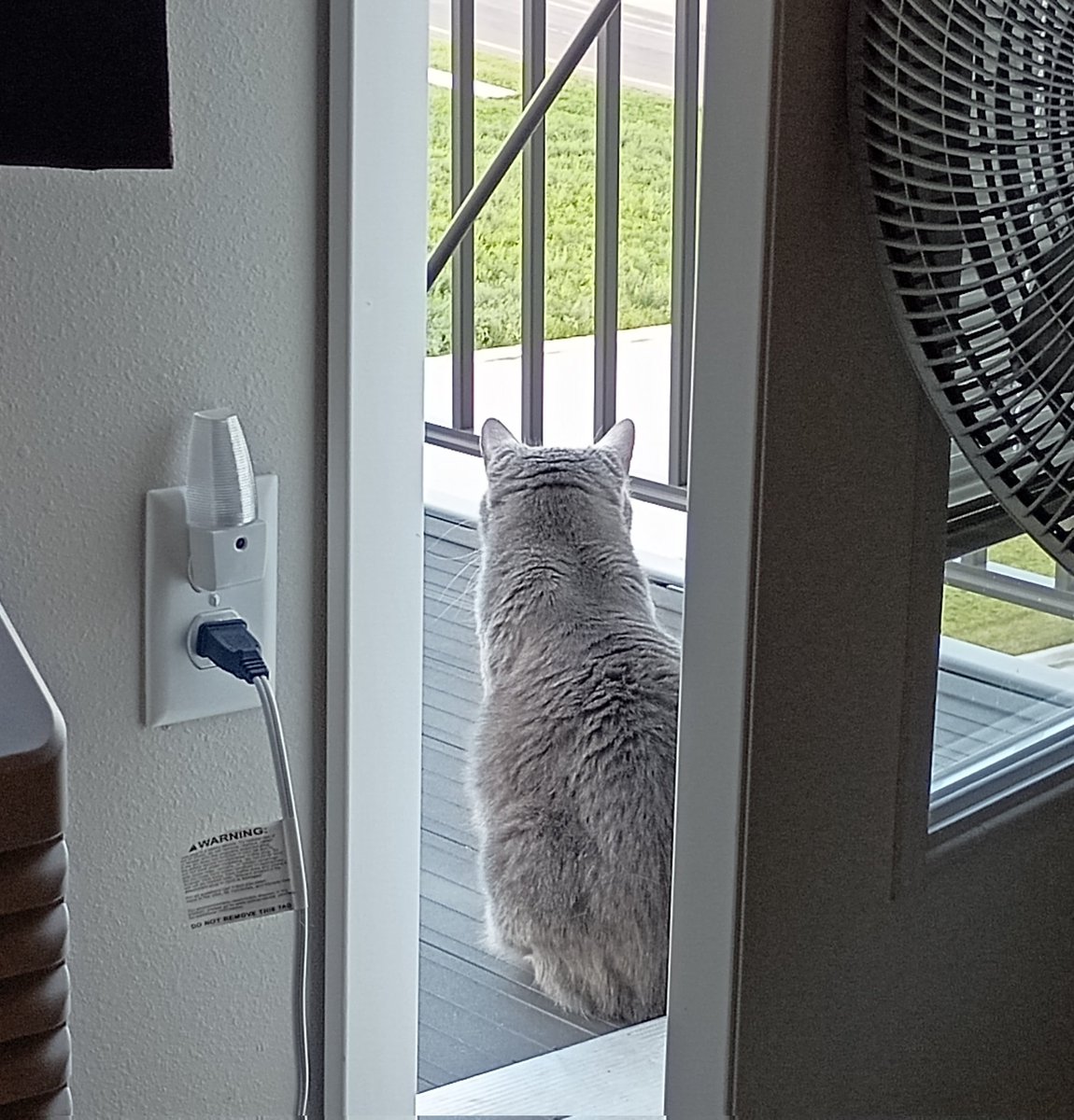 Weemus0417's tweet photo. It took 7 weeks of mustering up her courage, but she finally ventured out onto the balcony at our new apartment!π Bless her heart - she's still close to the door, "just in case" lol.π€π©΅ #Cats #NewDigs #Adjusting #Changes https://t.co/1mwqh9mkmU