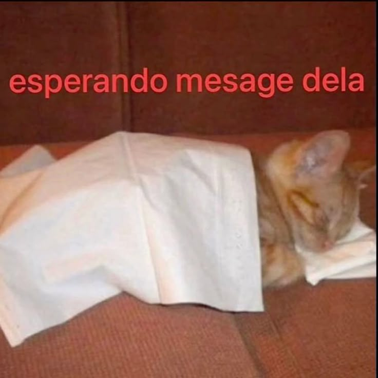 perfil dedicado a gatinhos e peitos (@odeiootaco) on Twitter photo 