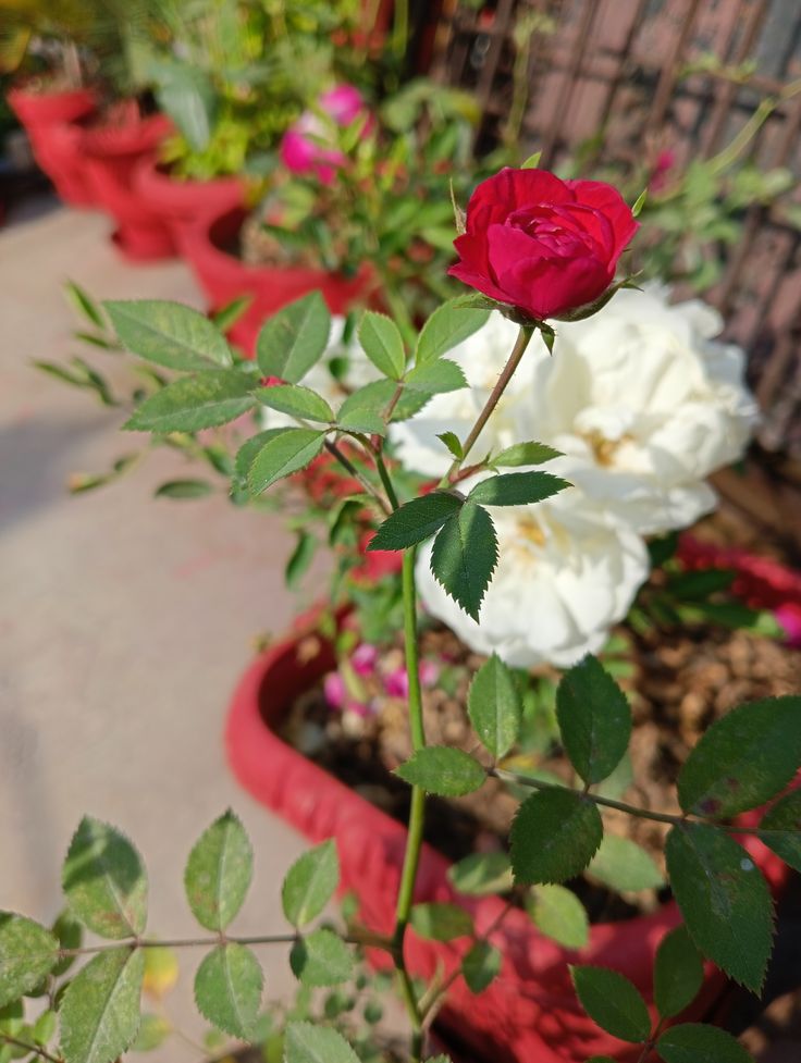 ফুলৰ ৰাণীৰ ৰঙীণ মেলা ❤🤍🌿