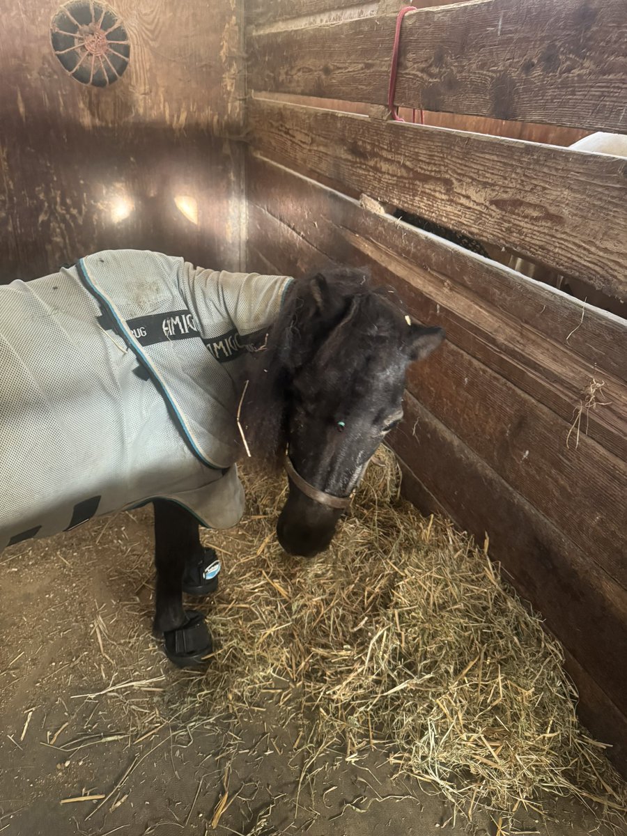 miss ma’am got a new pair of soft rides after her last pair fell apart 💸