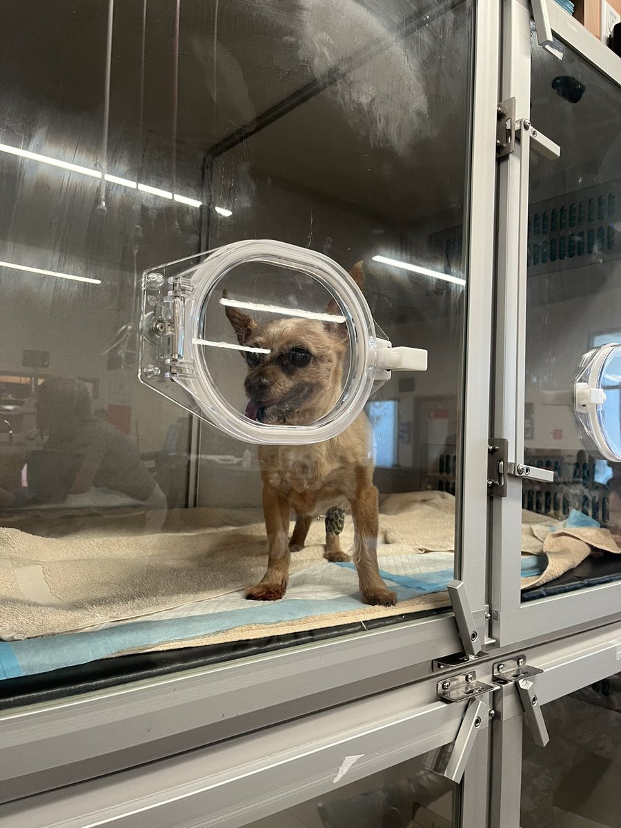 Please pray for Frankie!! He’s having a hard time breathing!!