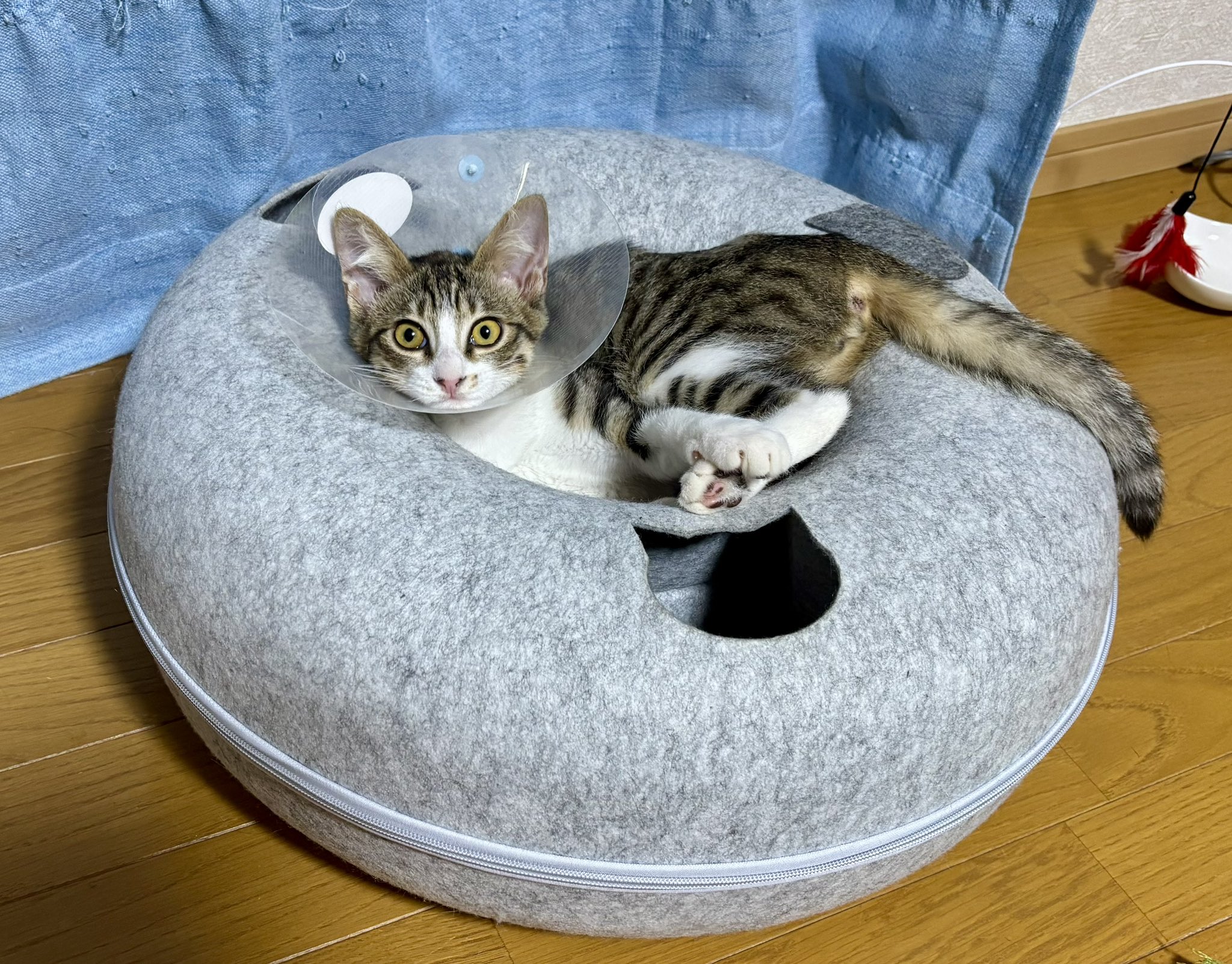 野良猫キング maxresdefault.jpg?sqp=-