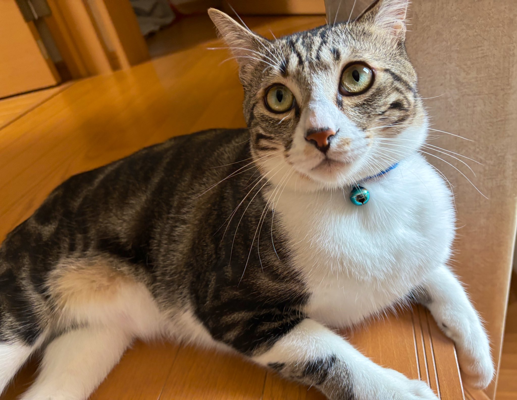 野良猫キング maxresdefault.jpg?sqp=-
