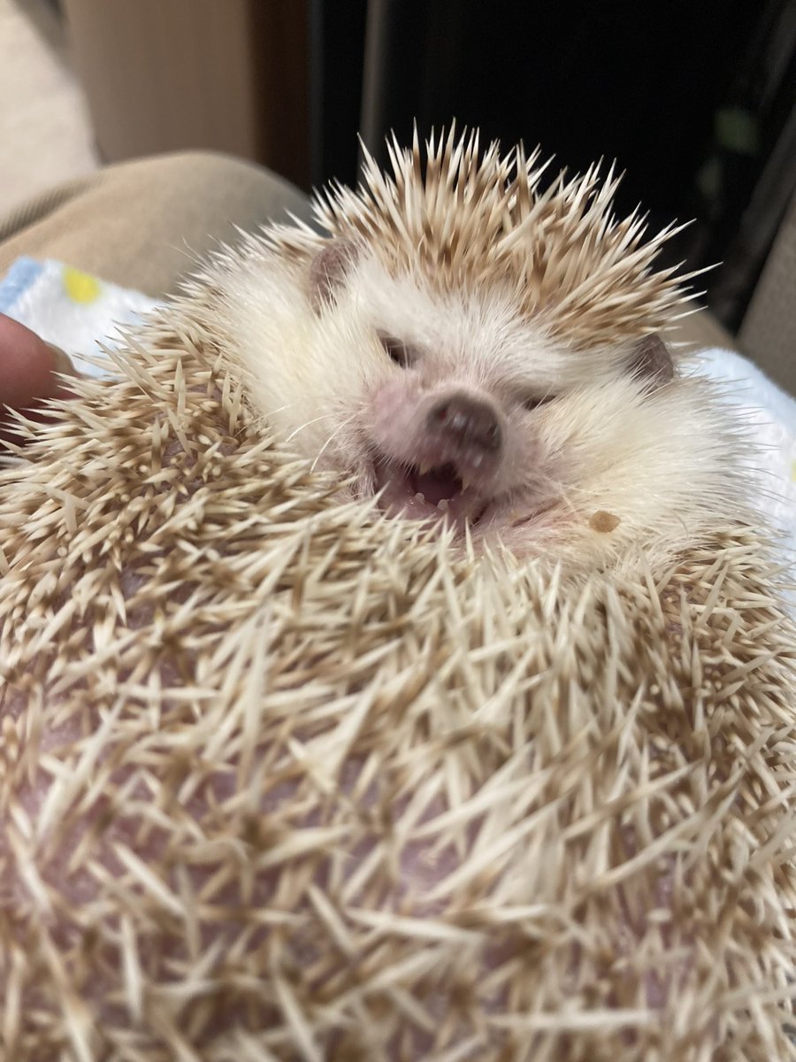 ハリネズミページ tumblr_ob4rlqsWMl1tr7ecoo1_640.jpg