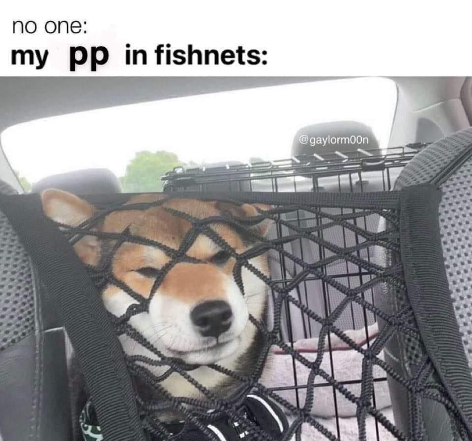 Miltop1G's tweet image. Feels like it's caged :3