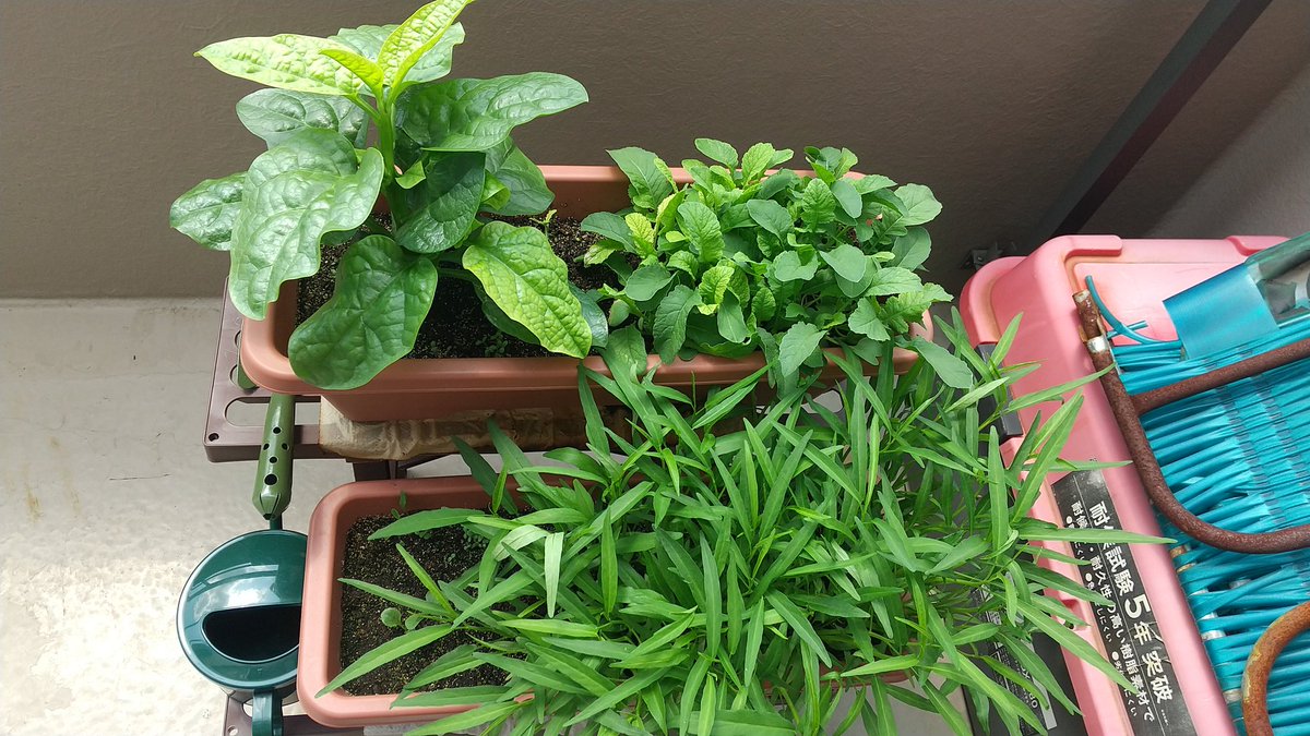 そろそろつるむらさきと空芯菜食べてもいいよね？