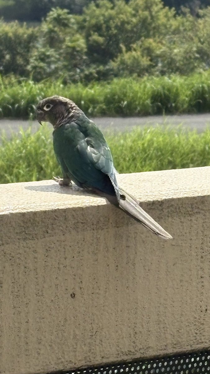 Hakase_igapi's tweet photo. @urokoinko_piko 距離があるからわからないけど、今日保護しているインコがおります。 https://t.co/eG2VJFnUY3