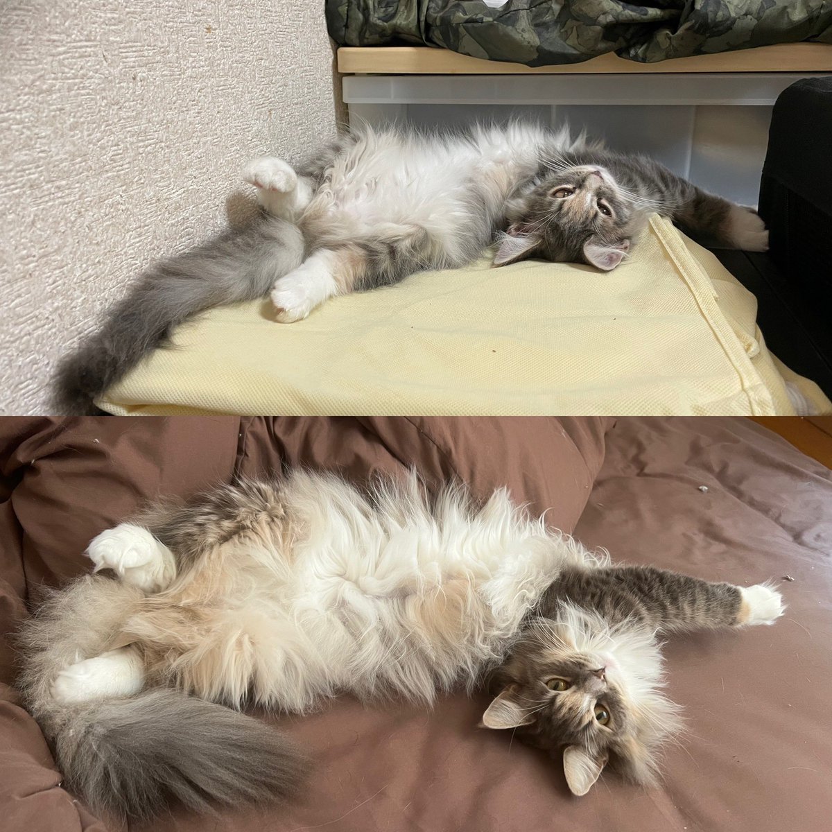 ぐれる★ミ tweet media