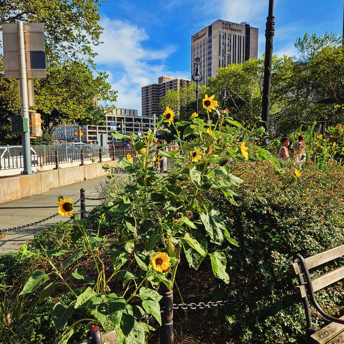 Explored NYC at the request of my kid who wanted to participate in the <a href="/ZohranKMamdani/">Zohran Kwame Mamdani</a> #zcavengerhunt. We didn't get a card, chai tea, or photo op, but we had fun learning about our favorite city, made some new friends, and ended the day with ice cream 🗽🍦