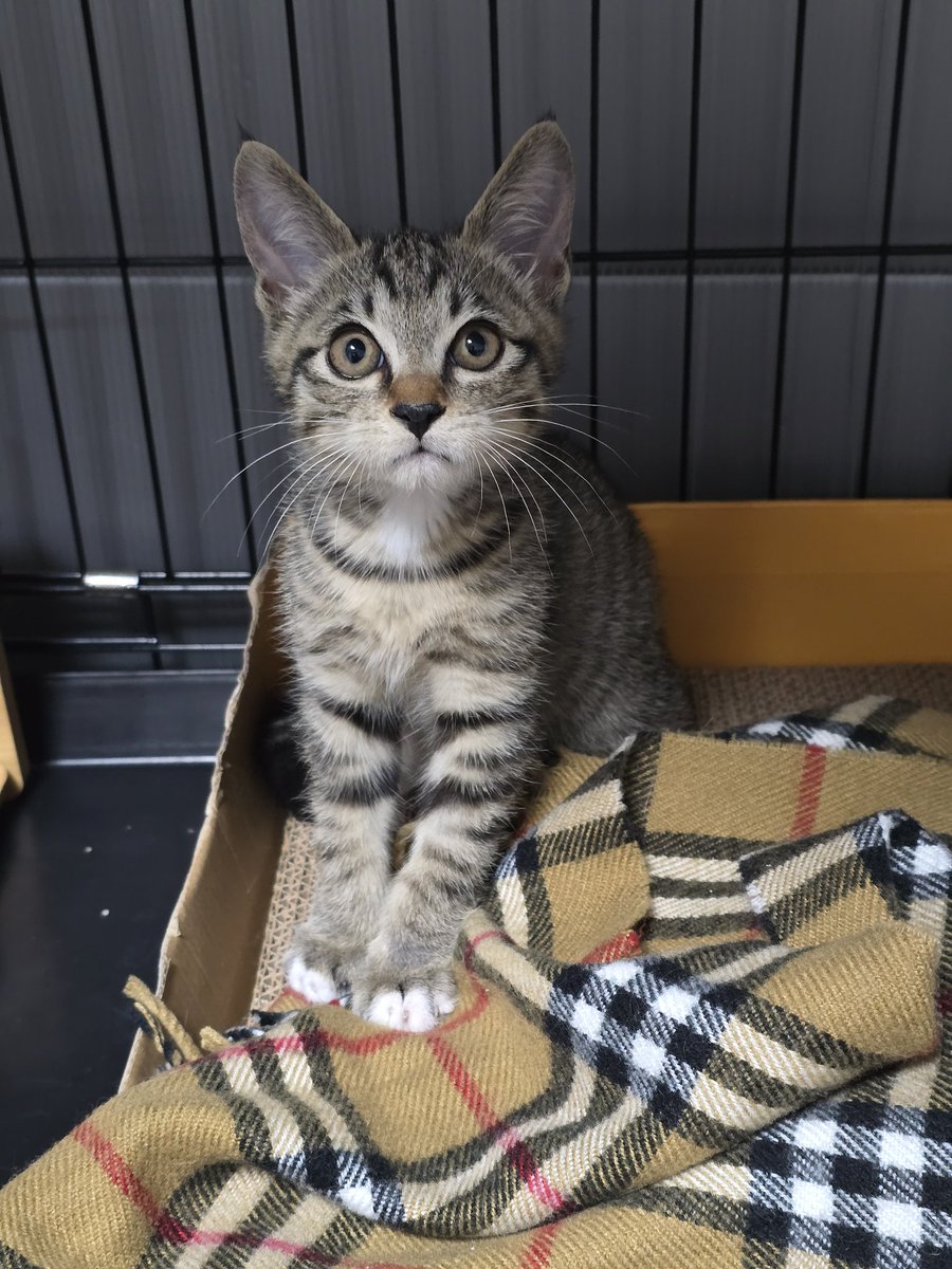 자꾸 호카 뽕쥬디 얘기해서 죄송해요ㅠ 근데 진짜 빵빵해요ㅠ 

😺호카/남/2025년 6월 추정
1차 접종 및 구충 완료

입양신청 링크⬇️
nabiya.org/adopt

#가족찾는_호카 #나비야사랑해_호카 #서울경기인천