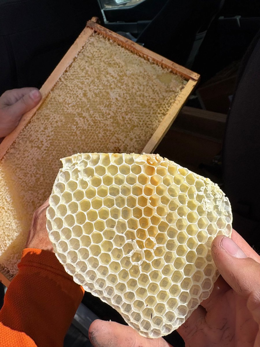 Bees are cool. Fresh honey is cooler