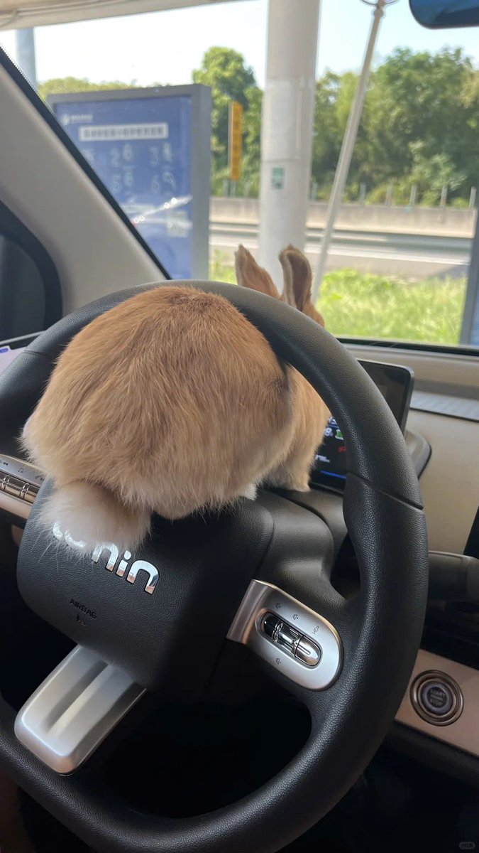 Why you should have a rabbit (@shouldhaverabit) on Twitter photo 