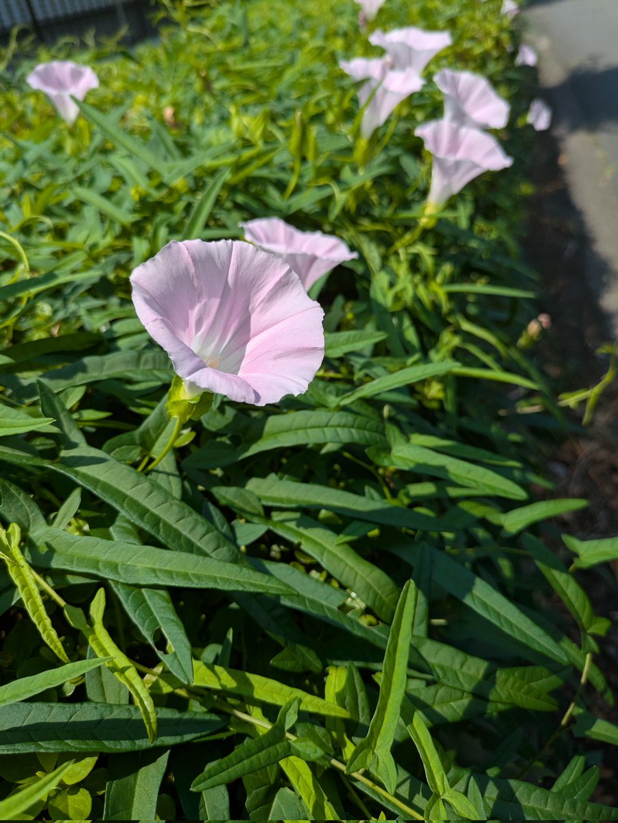 夏の花
綺麗だな
