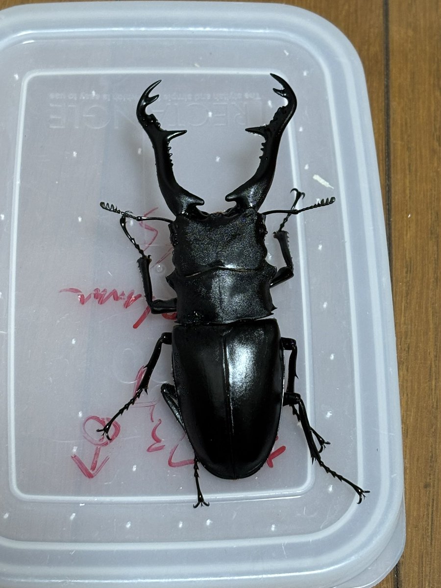 かっこよすんぎ