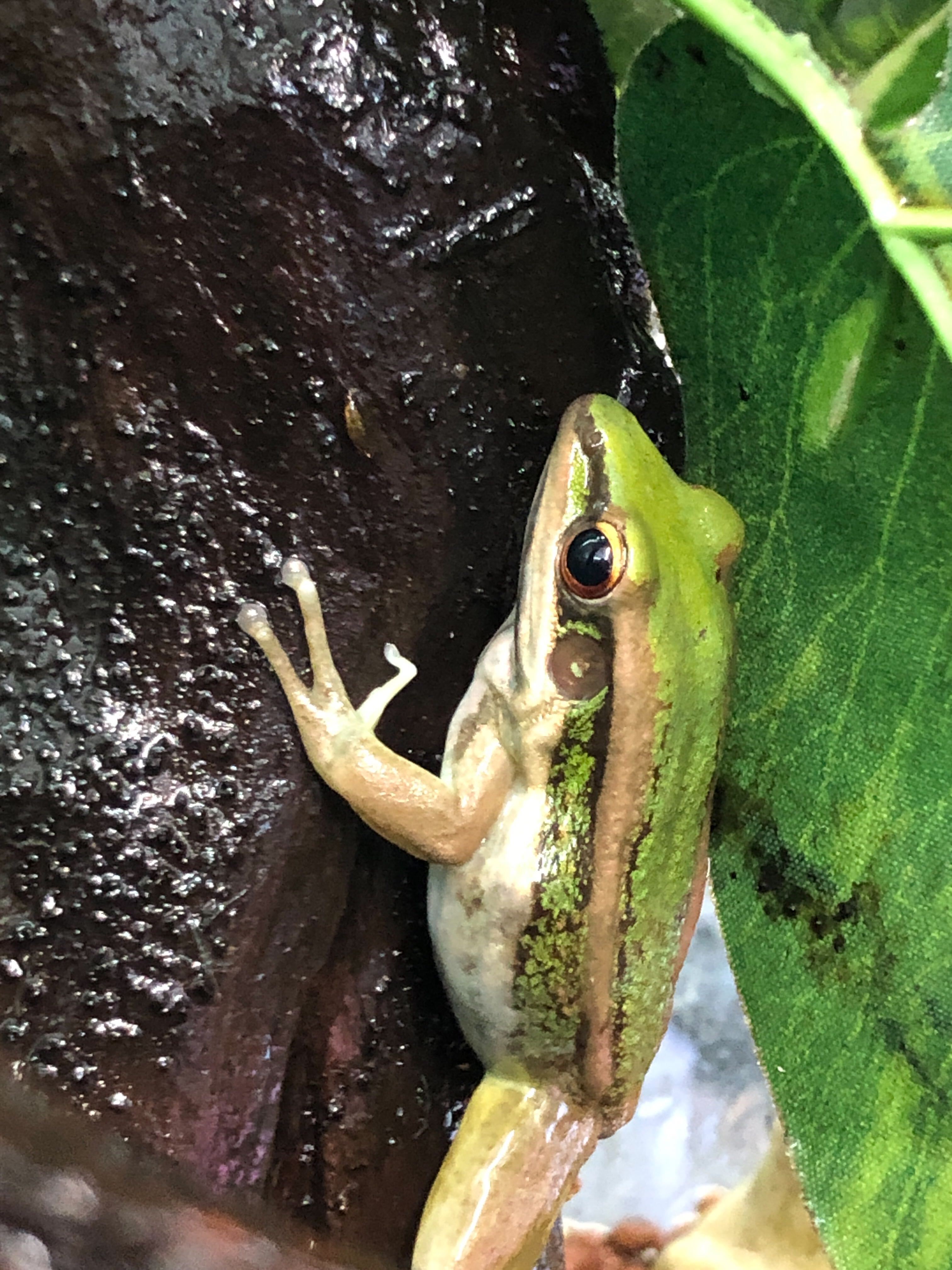 カエルページ f970cce51930105e82f32b07d91f4b