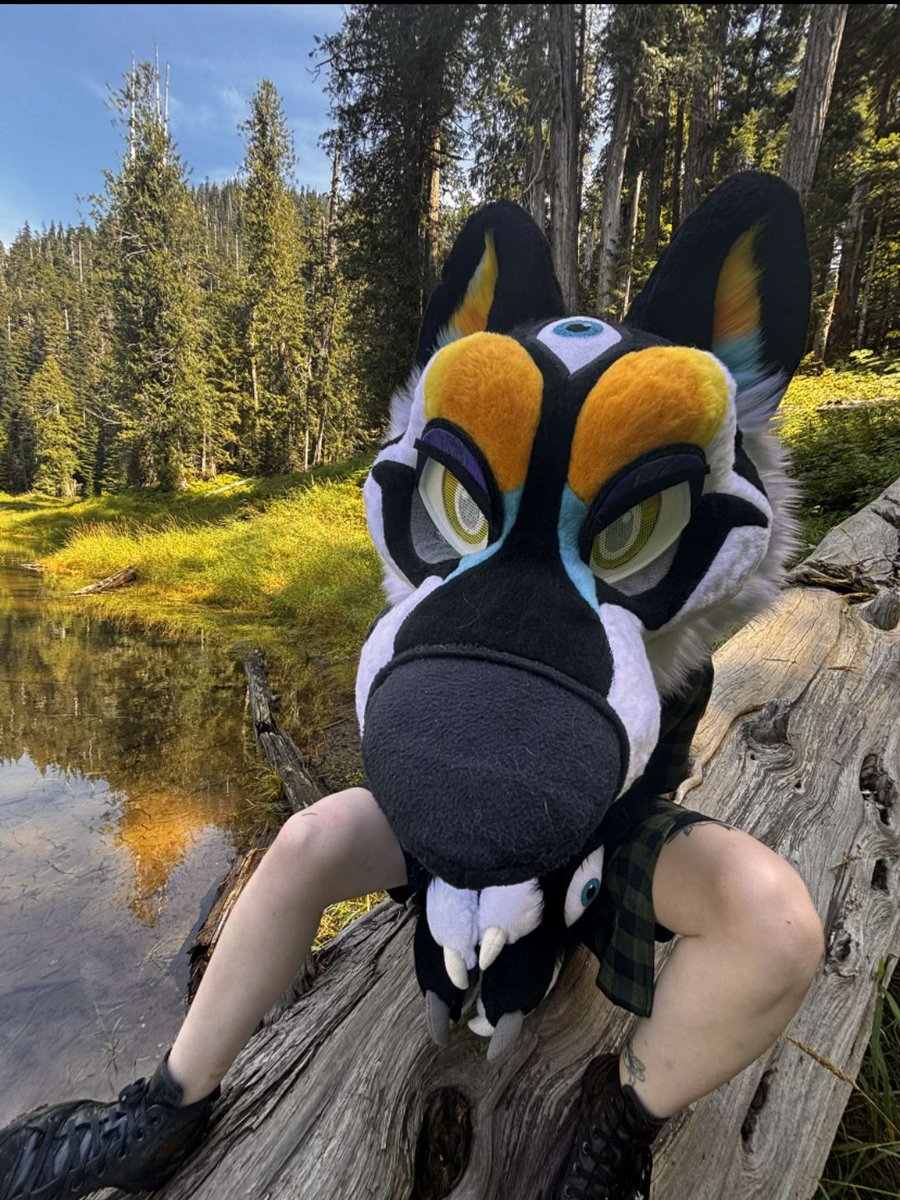 Numatic_'s tweet photo. Dog(s) on a log https://t.co/ahlriVCbzu