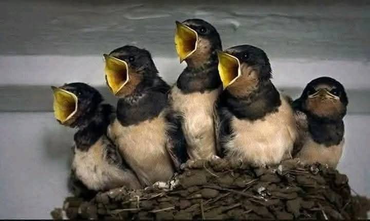 لستُ خبير طيور ولكن أعتقد أنهم أربع
زوجات ورجل 😅
#صباح_الخير 
#صباح_الخير_والسعاده