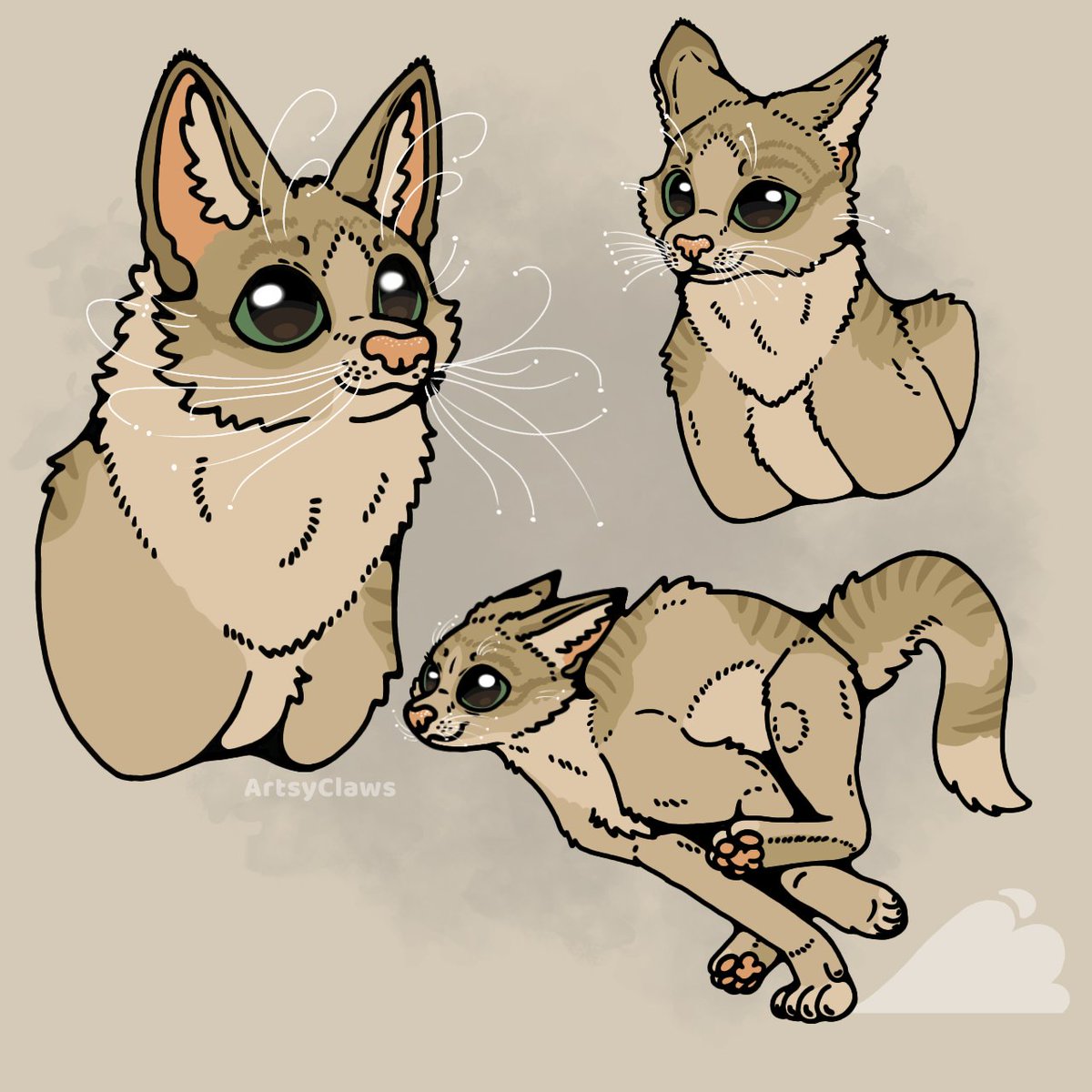 Meow Meow Studies 🐱