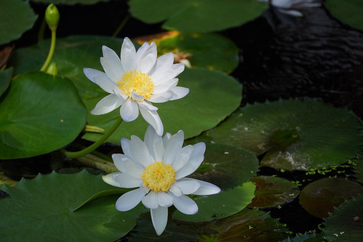 白い睡蓮✾
α6400 + sel18135
#神戸どうぶつ王国