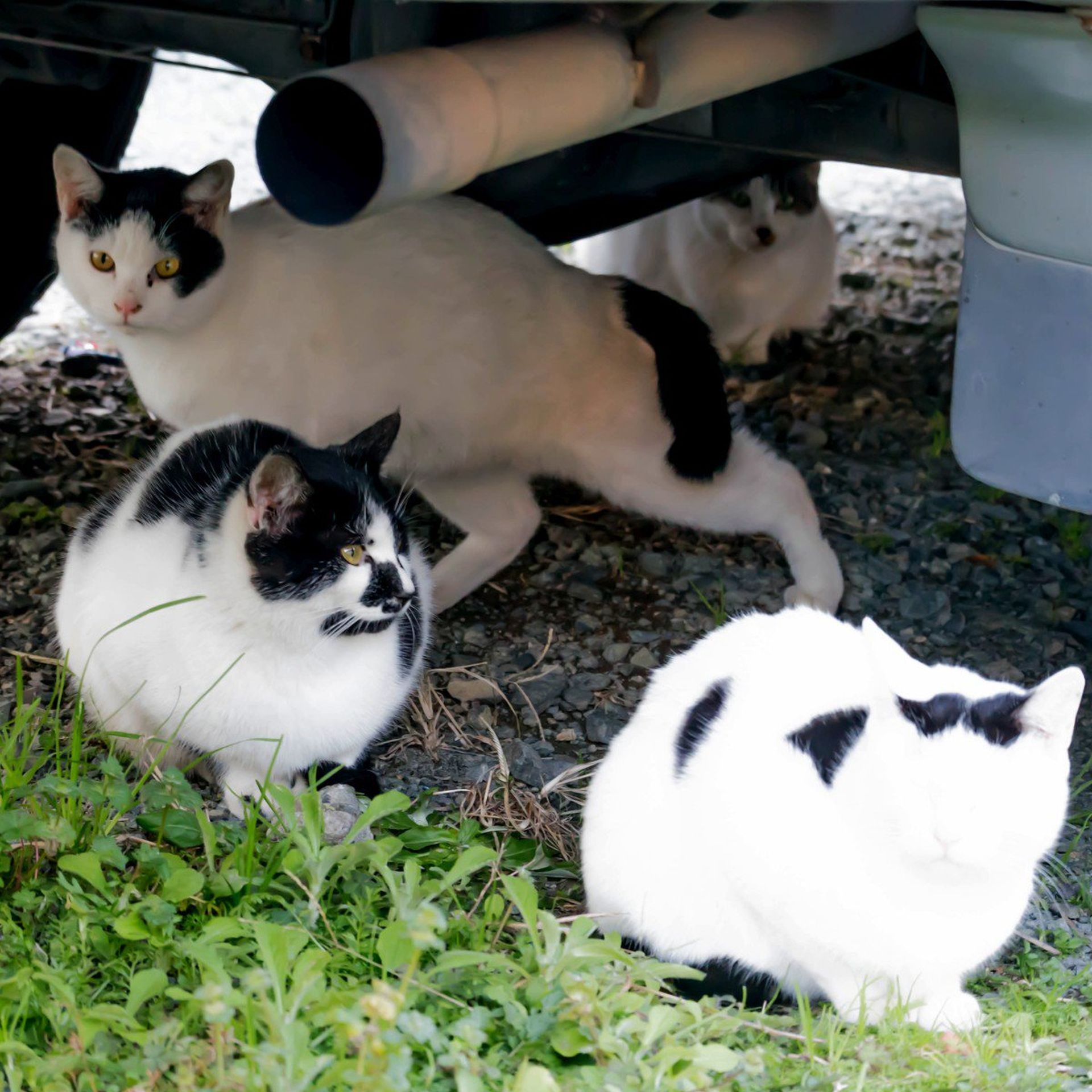 白ネコ　大きめ 白猫型珍鈍獣、2年ぶりに盛大にやらかす The odd-eye cat
