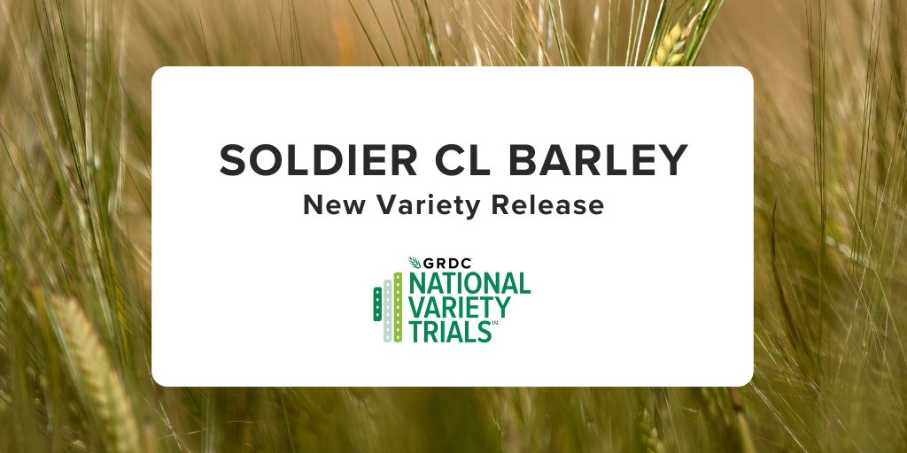 <a href="/GRDC_NVT/">GRDC National Variety Trials (NVT)</a> would like to announce that @Intergrain1’s Soldier CL Barley is now commercially available! 

For all the NVT results on yield, quality, and disease ratings head to nvt.grdc.com.au.