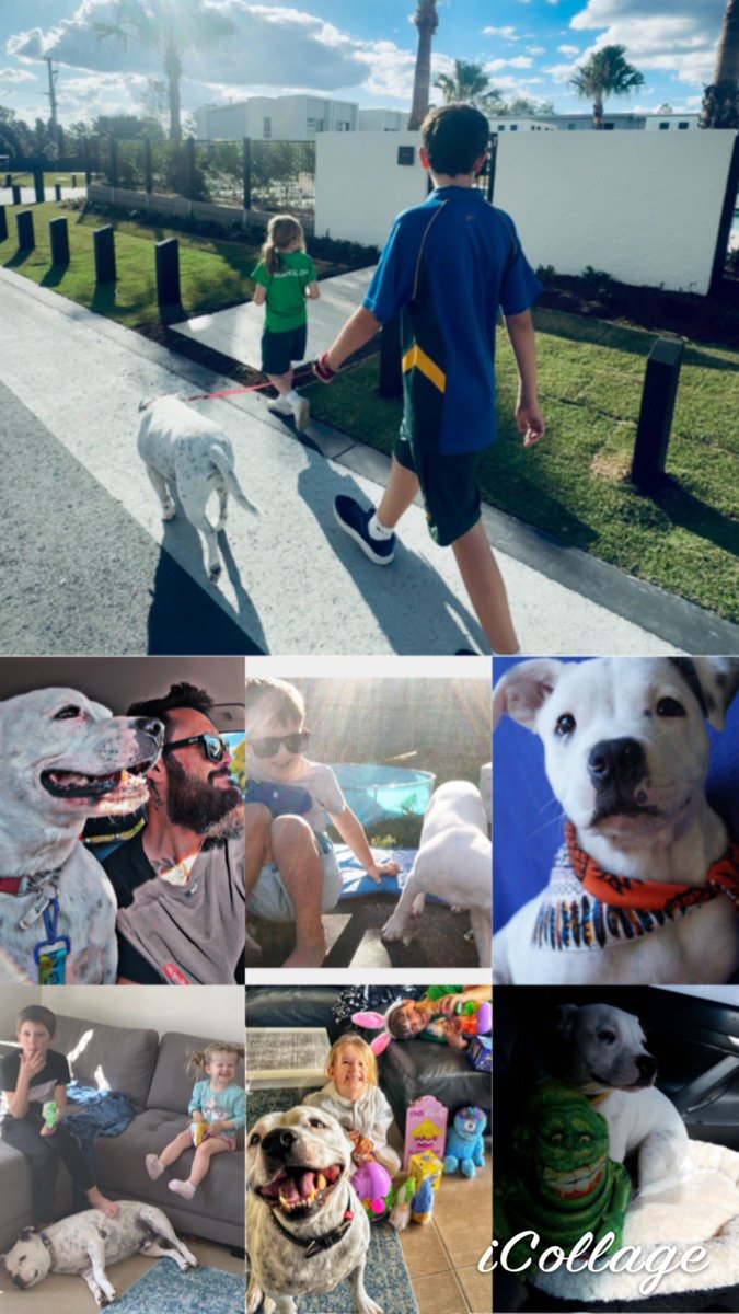 CryptoJimmybraz's tweet image. Goodbye, Axel. 

I had to make the hardest choice; I chose peace over prolonged pain. I held him close while telling him he was the goodest, bessttesst boy and that we all loved him so much. I thanked him for being him.

You were more than a dog—you were my best friend-family.…