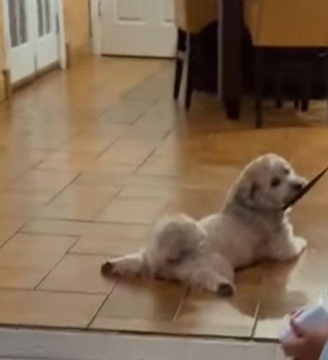 I love when dogs lay like this 🤣🤣🤣