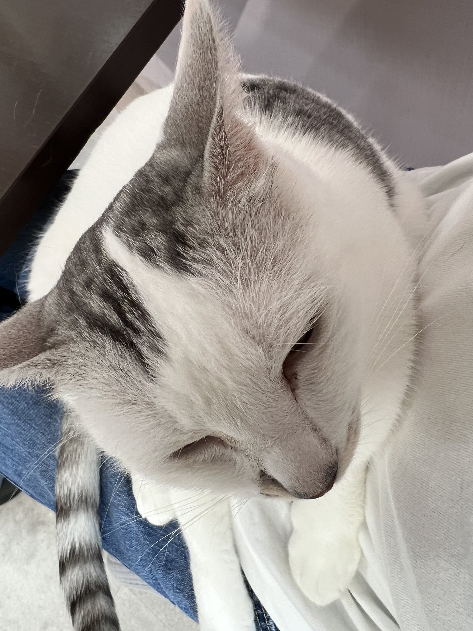 猫C 最終値下げしました！ 幸せゲット！！】ジェミニ君 キジトラ オス （2021年7月7日頃