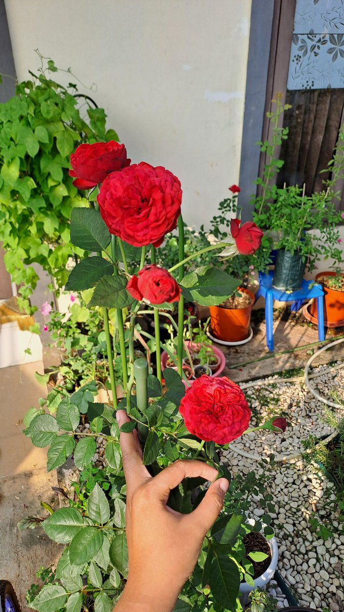 ndah 👩🌾🌹🌻 tweet media