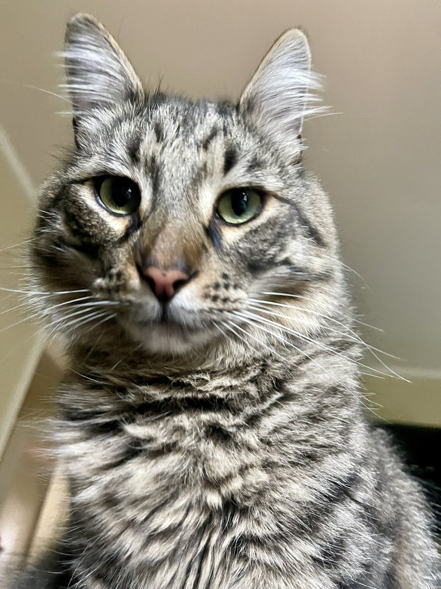 Andrea56822453's tweet image. #postafavpic4violetaug25
Day 25: waffles
POV: I’m the first thing mew see every morning….and I want waffles!😋🧇😸

#NationalWaffleDay 
#CatsOfTwitter #CatsOfX