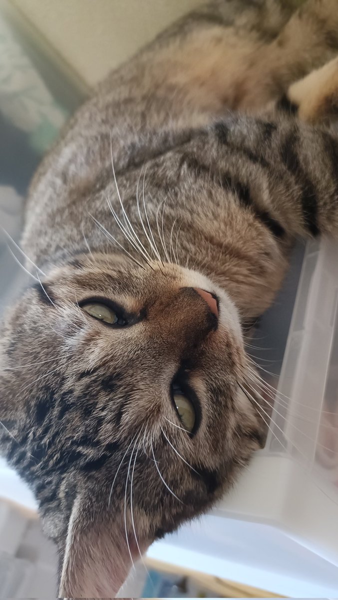 猫は寝る子！

#猫好きさんと繋がりたい