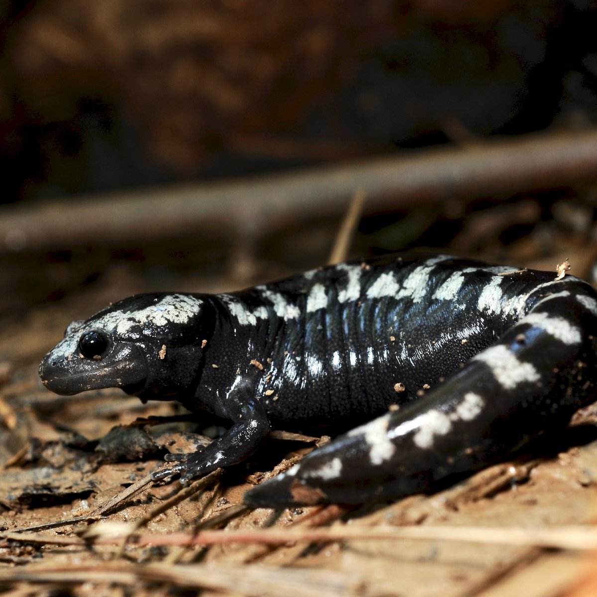 amphibianfound's tweet image. Come spend a marble-ous Saturday morning at AF!

GA State Herpetologist Daniel Sollenberger (@GeorgiaWild) will be visiting AF on August 30 to give a FREE talk about Georgia's native amphibian and reptile species! Register below! 

amphibianfoundation.org/index.php/all-…