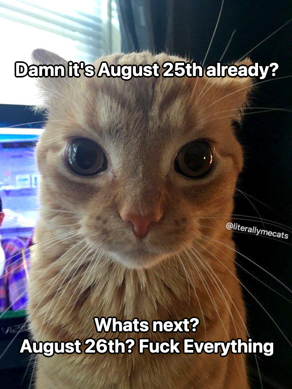 literallymecats's tweet image. 