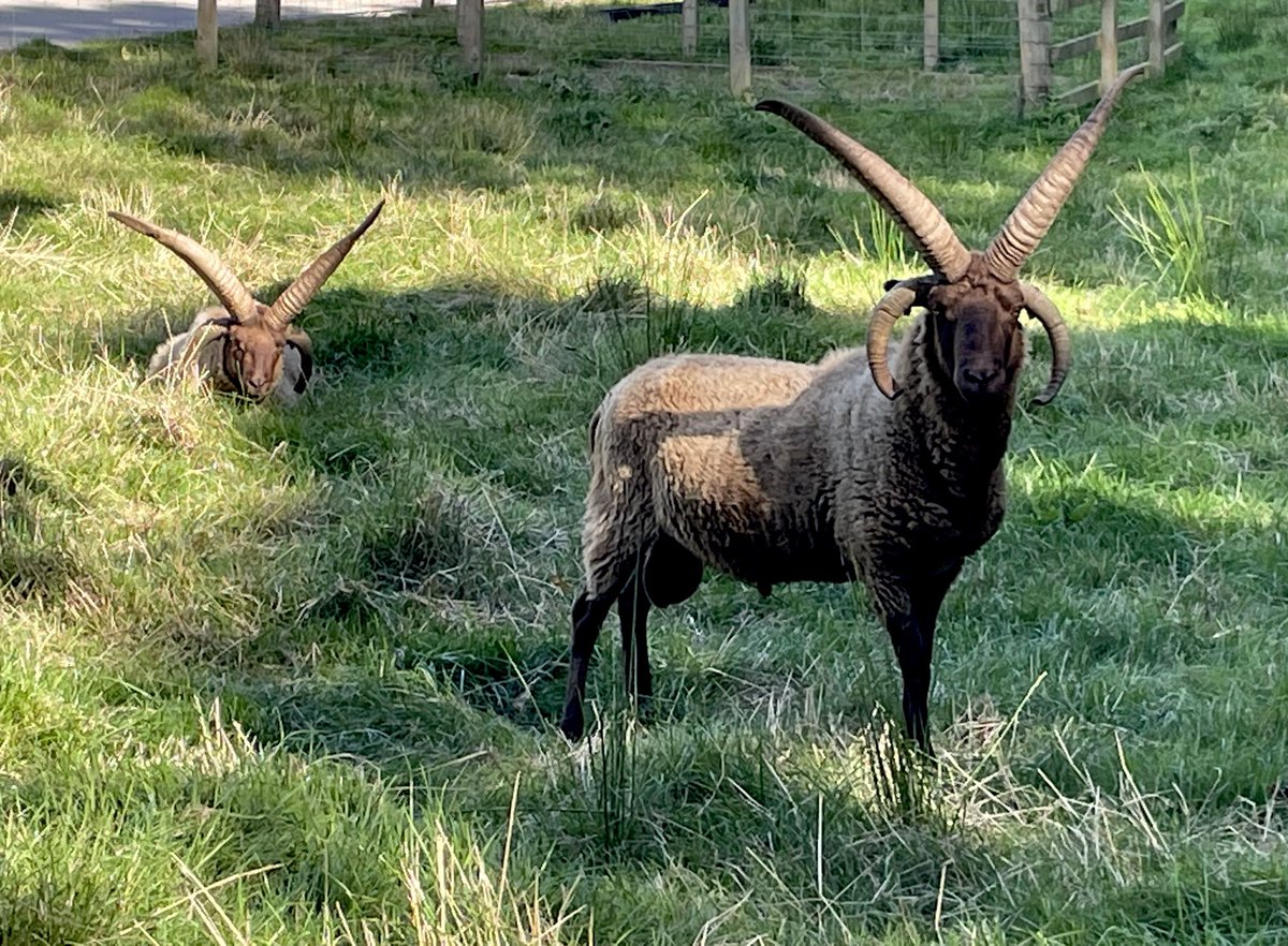 MLProduce's tweet photo. Yesterday we had the pleasure of show Manx Loaghtan Sheep to visitors from the cruise ship Corinthian. What a lovely group of people who were impressed with Magnus & Olafโs 4 large horns #manxloaghtan #rarebreed #cruiseshipdestination #visitisleofman #isleofman https://t.co/sc4JQvTWQS