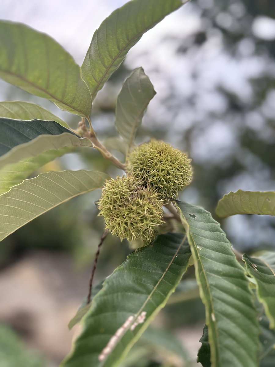看我一个板栗子上头 
（小时候家里人就是这样唬我的hhh