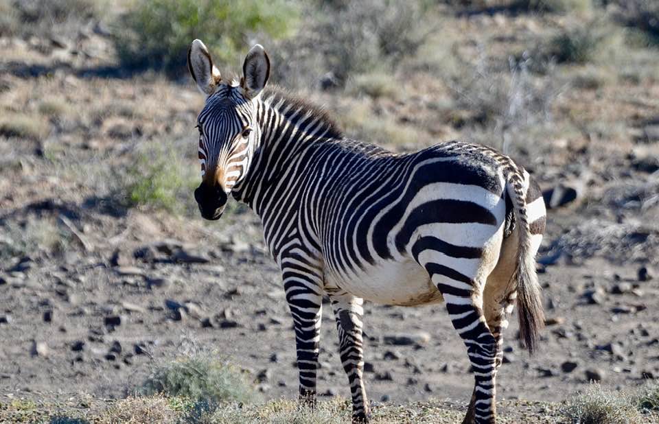 "#KarooNationalPark. Best campsite, beautiful park and  such friendly, helpful staff," says 📷Michael Were #LiveYourWild <a href="/SANParks/">SANParks</a>