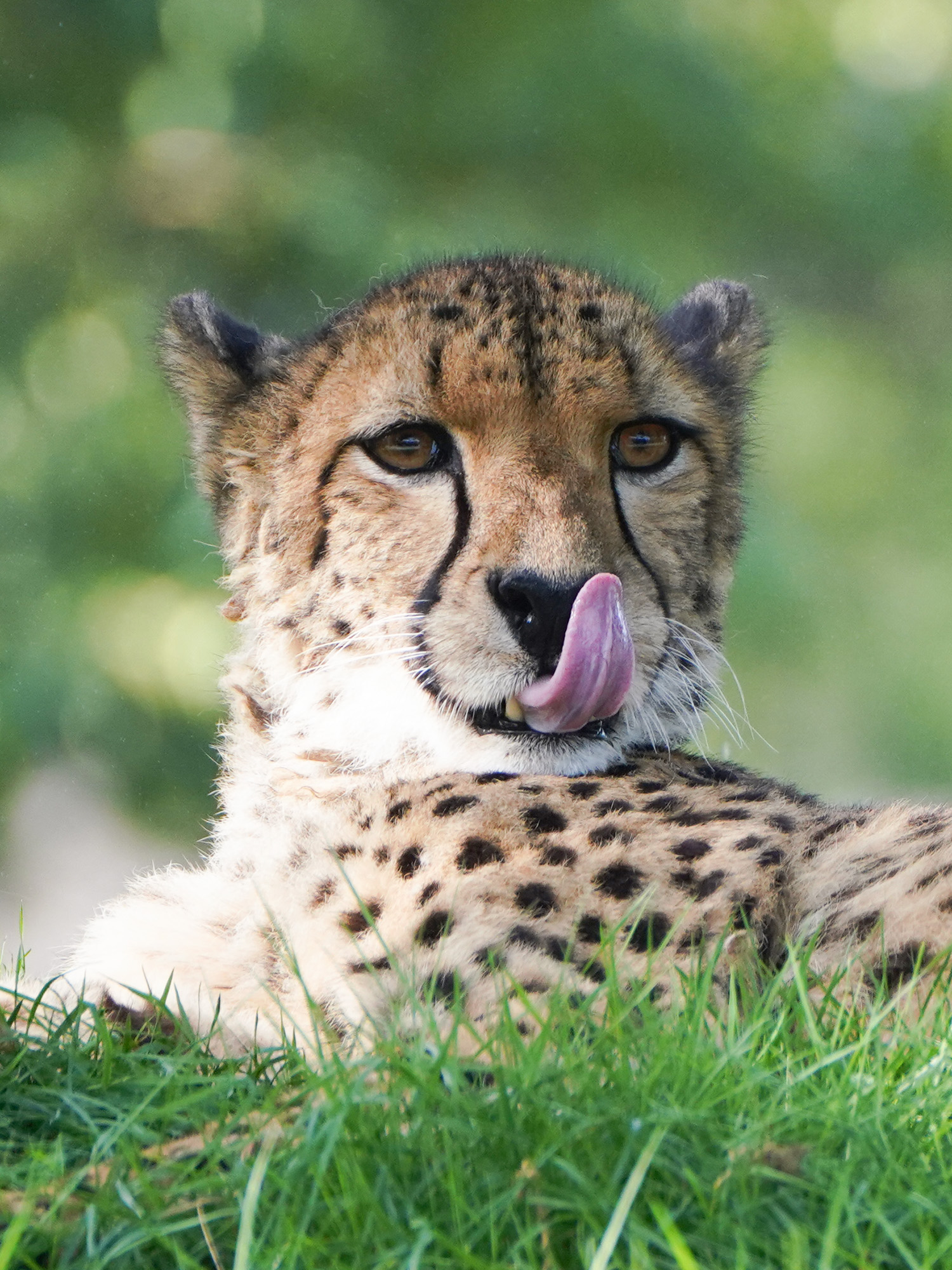 チータ　Cheetah 可愛い〜🥰 📷22.03.28 #チビーター #ズラヤと子どもたち