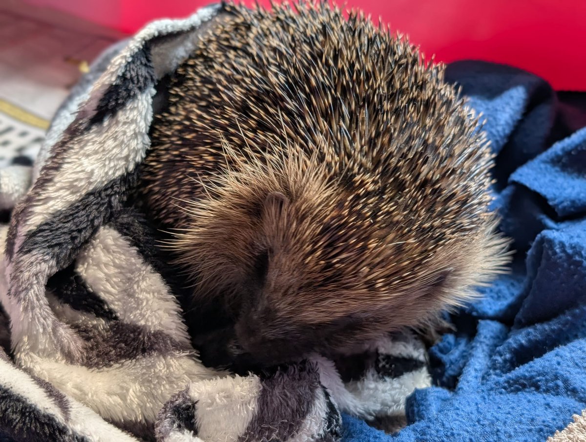 CaerphillyHog's tweet image. Rita came in on 19/8.  She had 2 wounds on her back.  These were cleaned and checked by a vet.  She&apos;s receiving antibiotics.  There&apos;s a possibility she may be pregnant so she&apos;s been placed in an outdoor site.  🦔❤️🤞
#hedgehog #Rita #wildlife #conservation