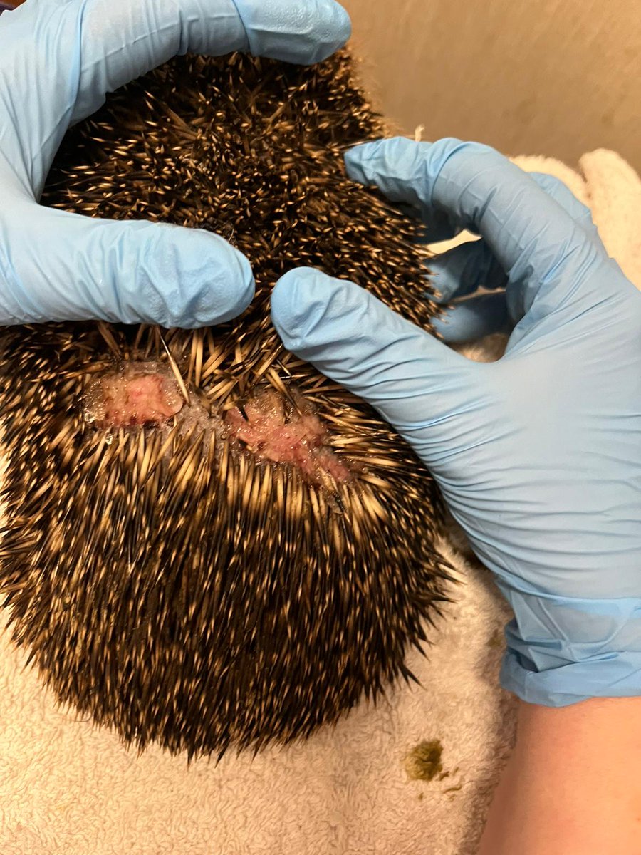 CaerphillyHog's tweet image. Rita came in on 19/8.  She had 2 wounds on her back.  These were cleaned and checked by a vet.  She&apos;s receiving antibiotics.  There&apos;s a possibility she may be pregnant so she&apos;s been placed in an outdoor site.  🦔❤️🤞
#hedgehog #Rita #wildlife #conservation