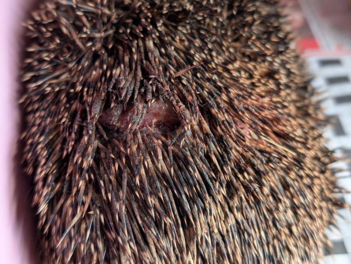 CaerphillyHog's tweet image. Rita came in on 19/8.  She had 2 wounds on her back.  These were cleaned and checked by a vet.  She&apos;s receiving antibiotics.  There&apos;s a possibility she may be pregnant so she&apos;s been placed in an outdoor site.  🦔❤️🤞
#hedgehog #Rita #wildlife #conservation