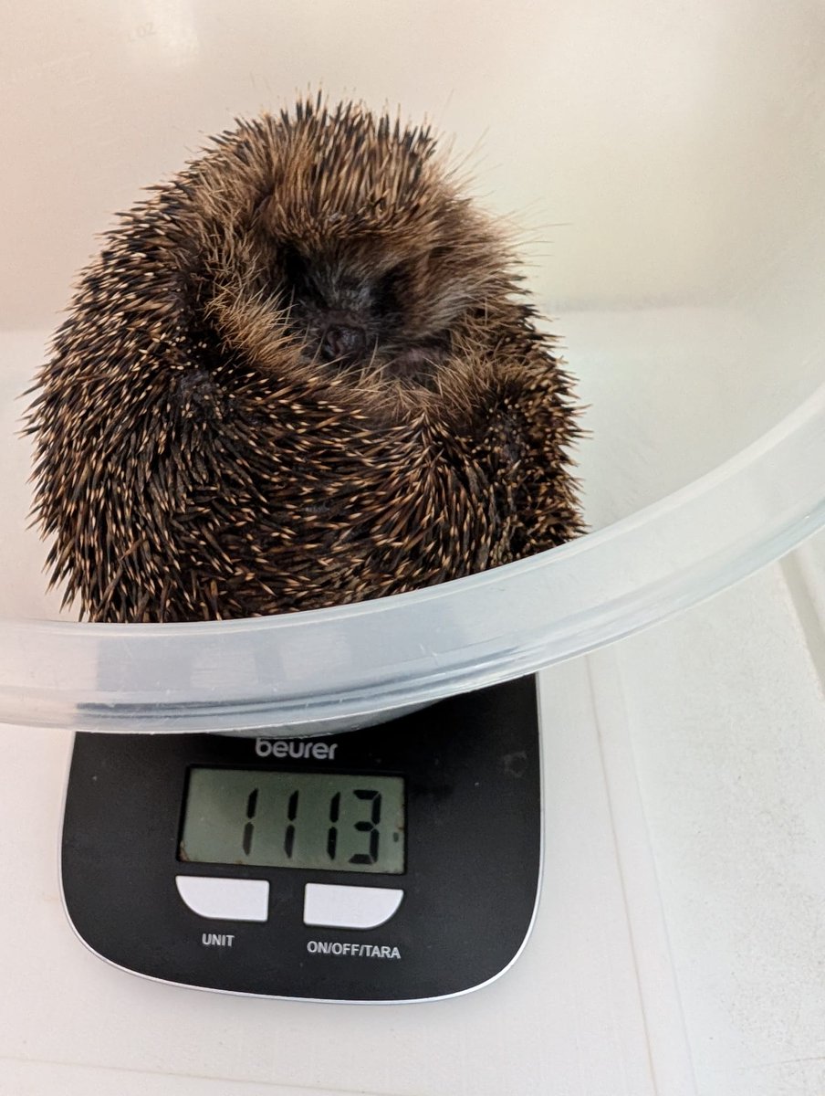 CaerphillyHog's tweet image. Rita came in on 19/8.  She had 2 wounds on her back.  These were cleaned and checked by a vet.  She&apos;s receiving antibiotics.  There&apos;s a possibility she may be pregnant so she&apos;s been placed in an outdoor site.  🦔❤️🤞
#hedgehog #Rita #wildlife #conservation