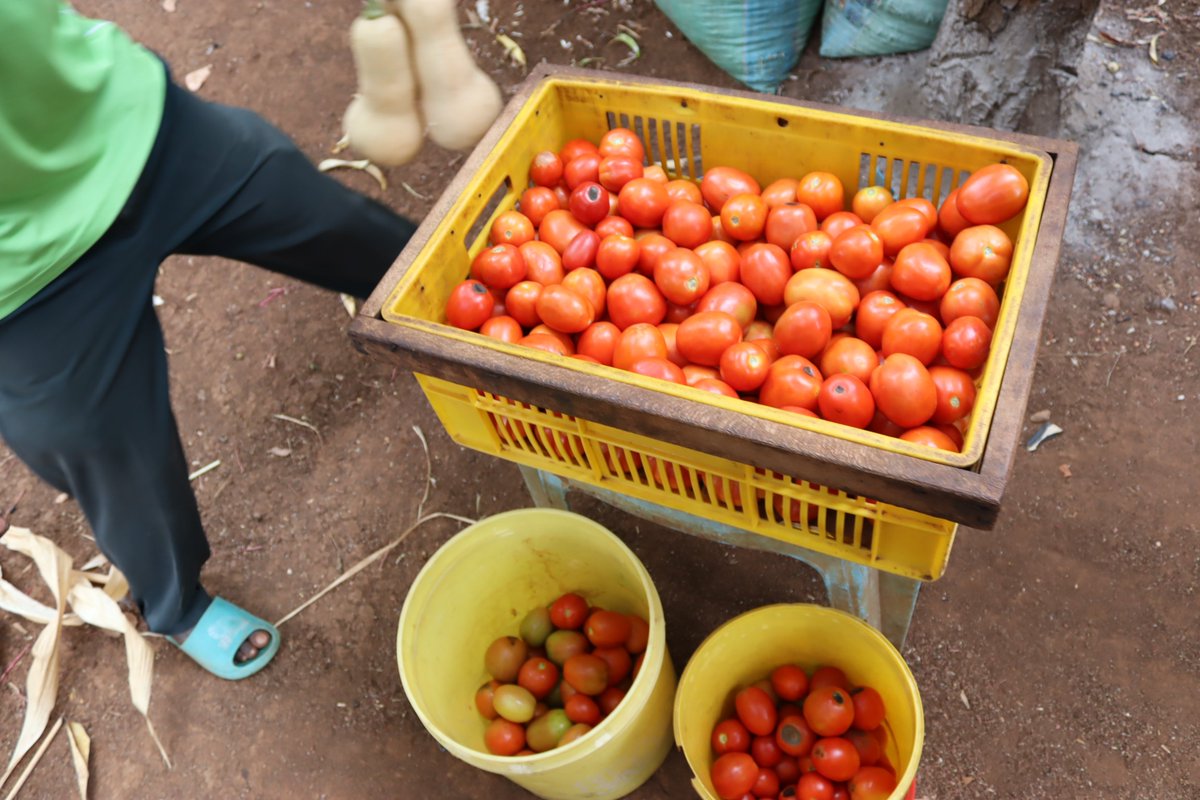 Meet Zachariah Muriungi, an NCCK model farmer proving how #ConservationAgriculture transforms small farms. With minimum tillage, basin planting for tomatoes, mulching &amp; butternut diversification, he’s inspiring his community. <a href="/Foodgrains/">Canadian Foodgrains Bank</a>  #ManUnited <a href="/UnitedChurchCda/">United Church Canada</a>