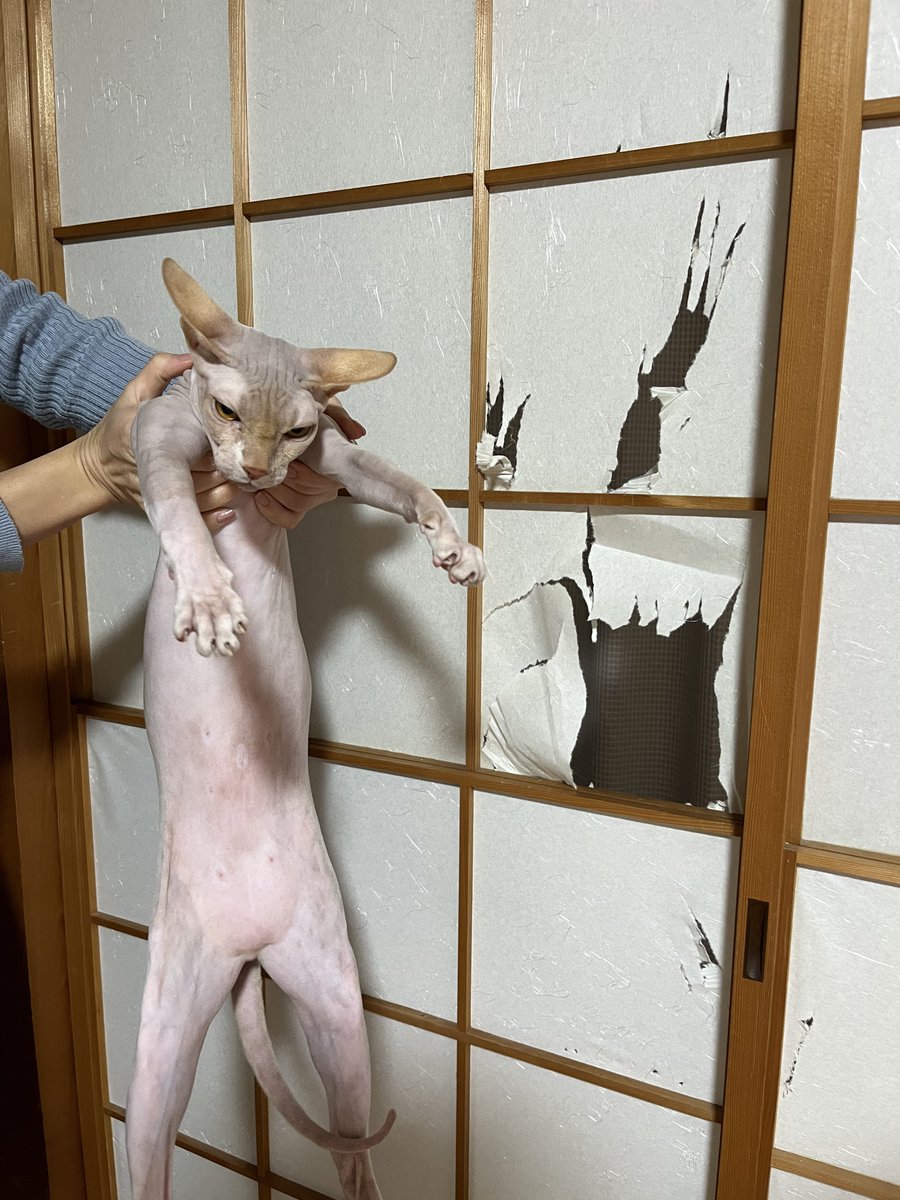 猫の性は悪なり。其の善なるは偽なり。