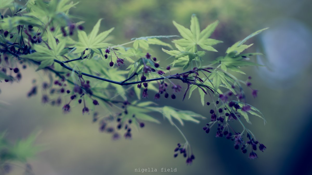 いつの日か、感情が芽吹く