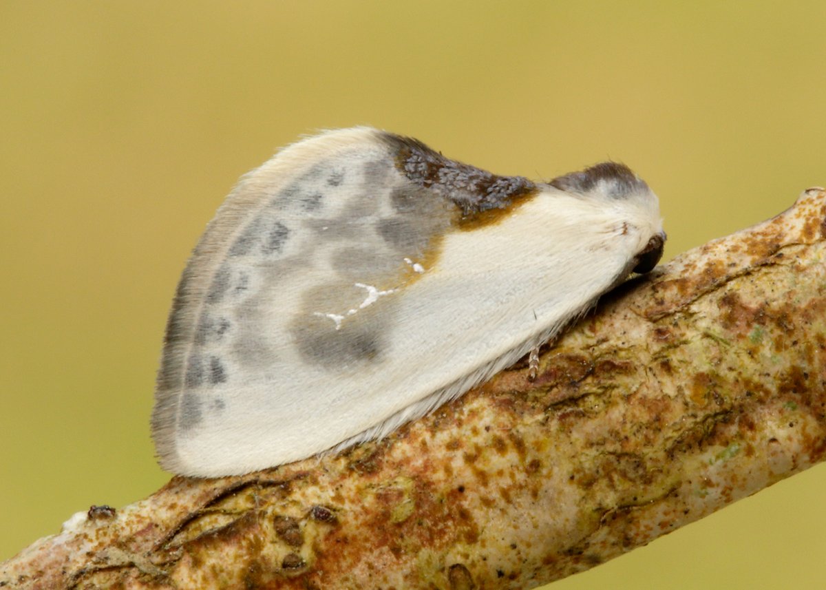 Butterfly Conservation 🦋 tweet media