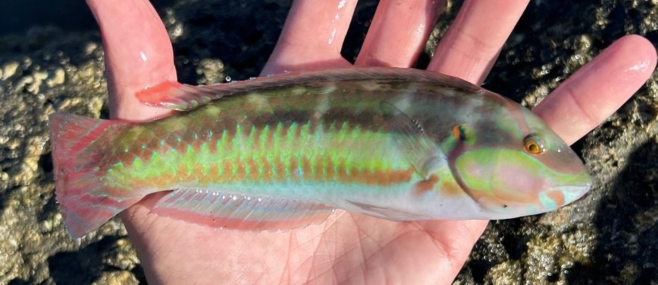 最近ChatGPTから得たムダ知識
学名　slippery dick（ヌルヌルち◯こ）
という魚が存在する

↓ヌルヌルち◯この参考画像も見ろよ見ろよ